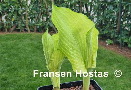 Hosta Fallen Angel